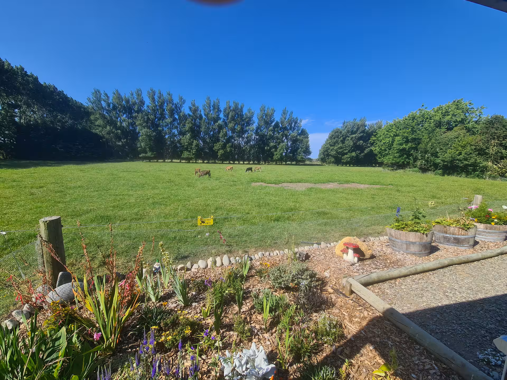 The Deck — Farmland views with grazing cows