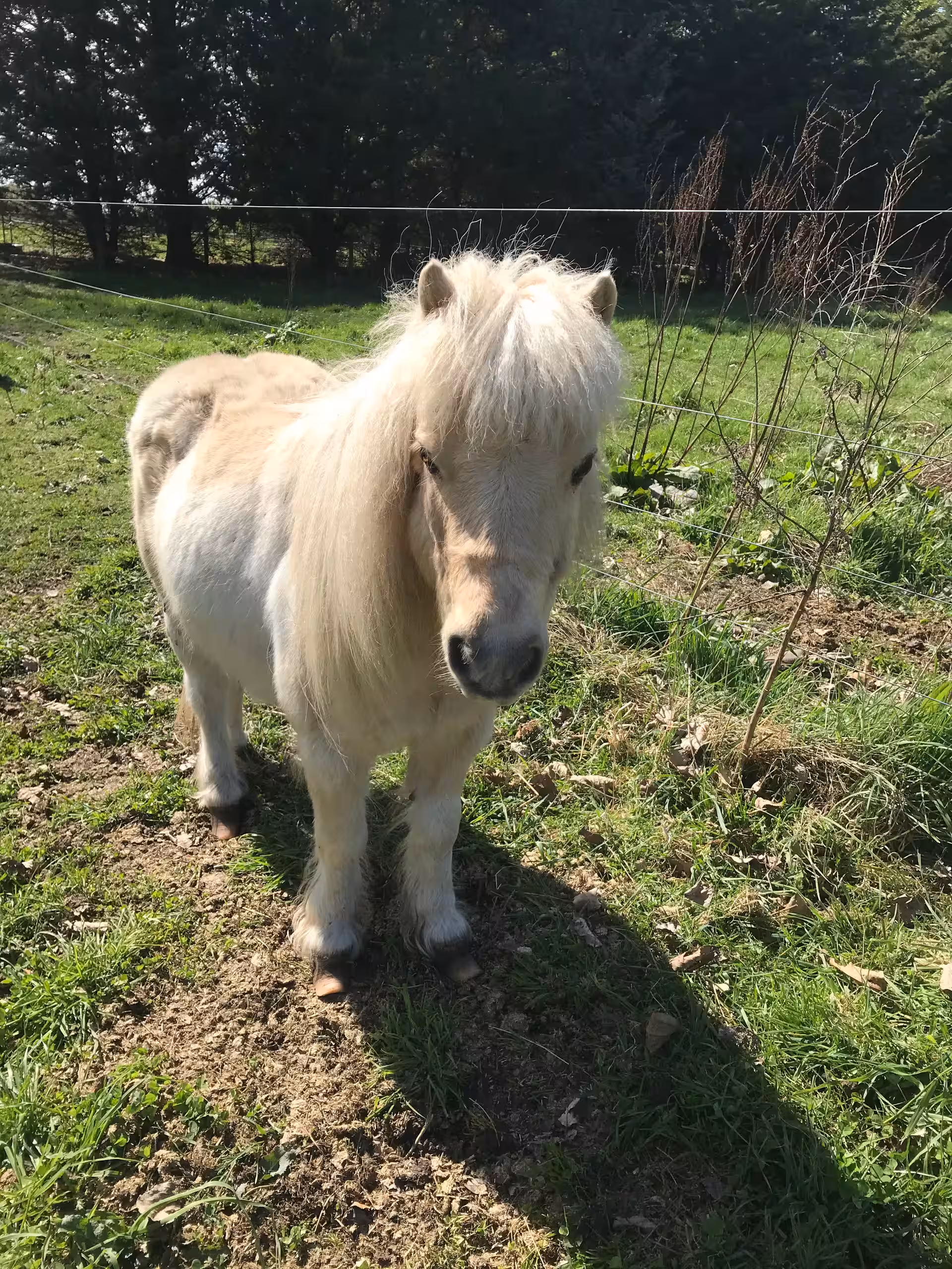 Meet Tic — Our resident miniature horse